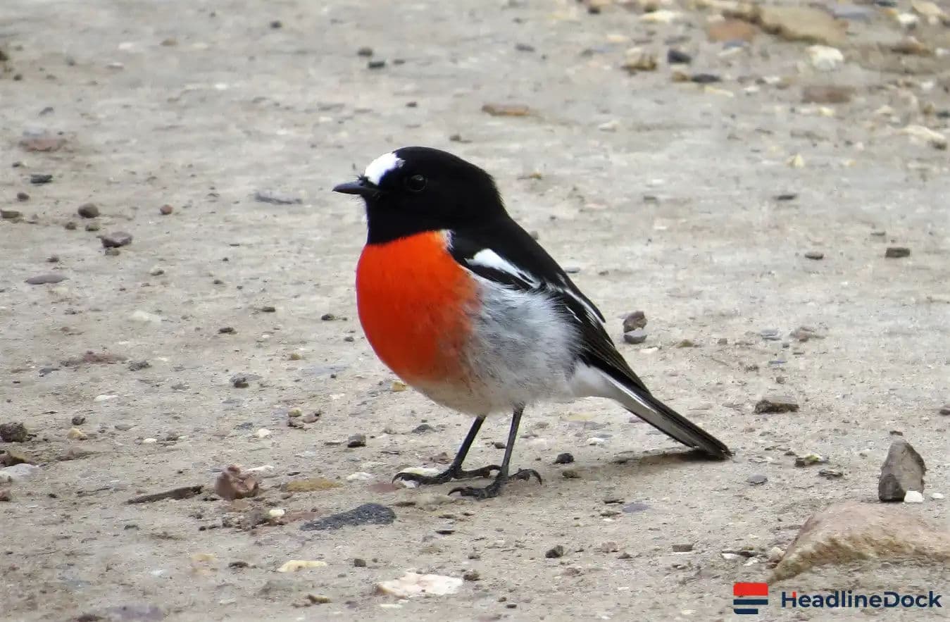 40 Years of Birdwatching: Documenting Life in a Melbourne Suburban Park