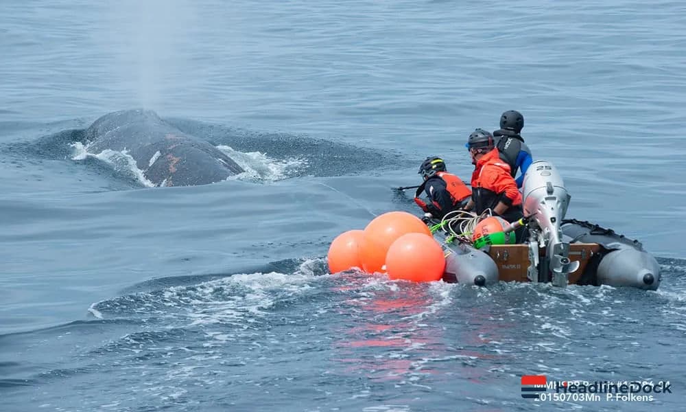 Why Rapid Intervention is Critical for Whales and Dolphins Facing Entanglement