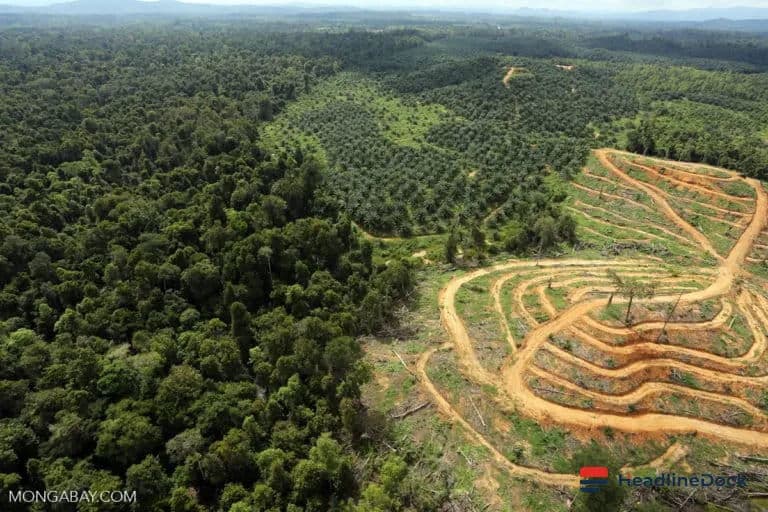 Indonesia's B50 Mandate: Could It Trigger Another Cooking Oil Crisis?