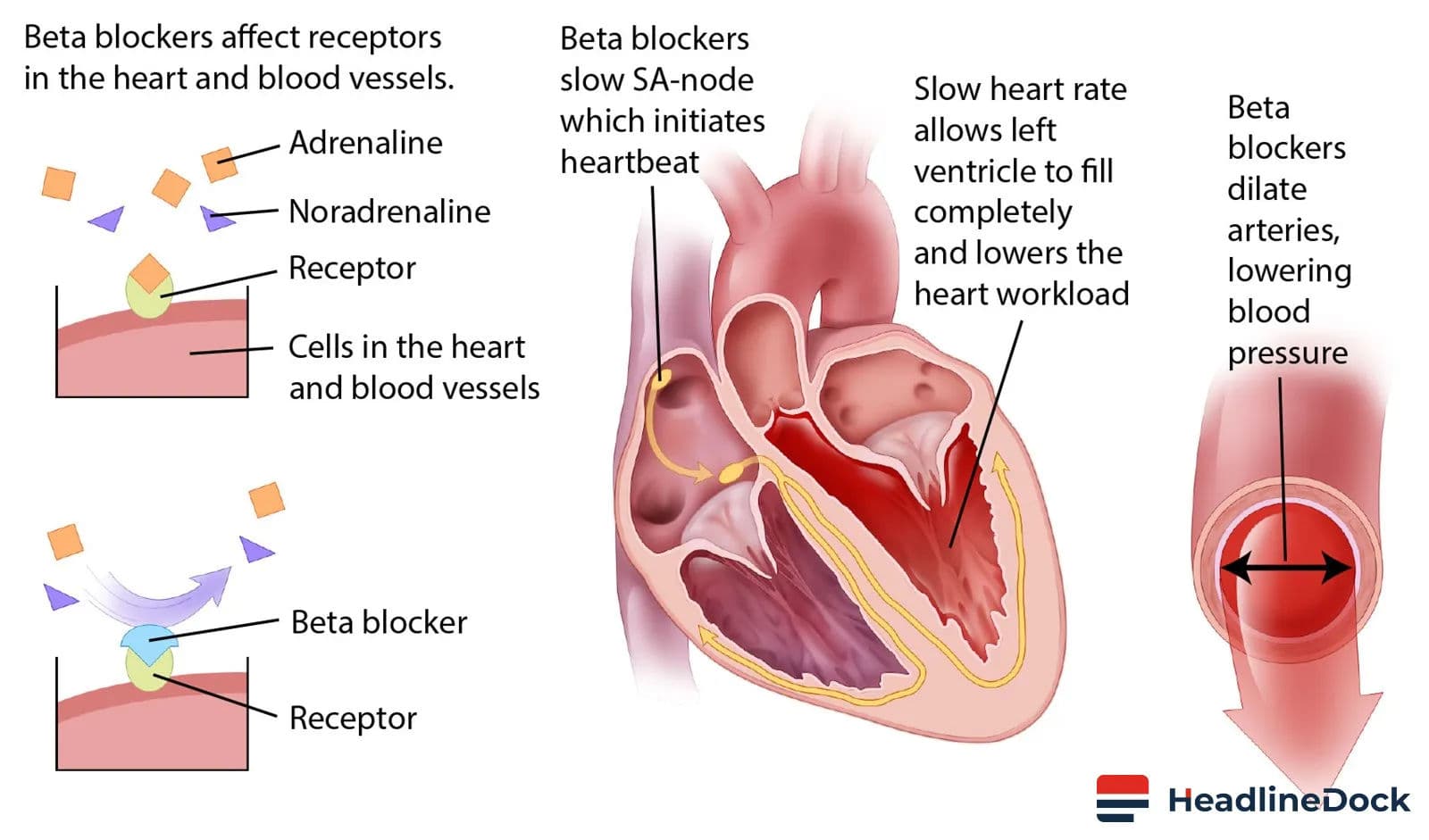 How Do Beta Blocker Heart Drugs Actually Work for Anxiety?