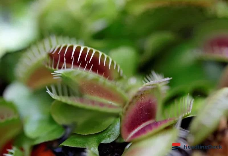 Venus Flytrap Secret: New Discovery Explains Rapid Snap Motion