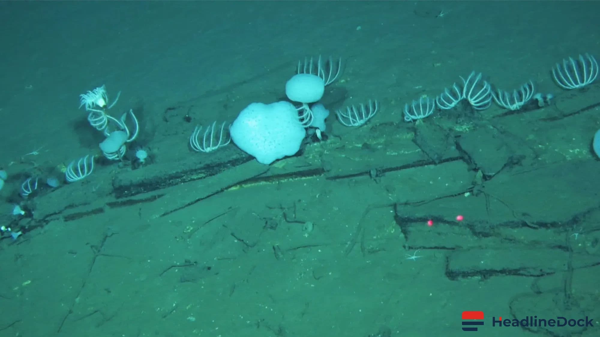 Ancient 5.3 Million-Year-Old Whale Graveyard Discovered in the Indian Ocean