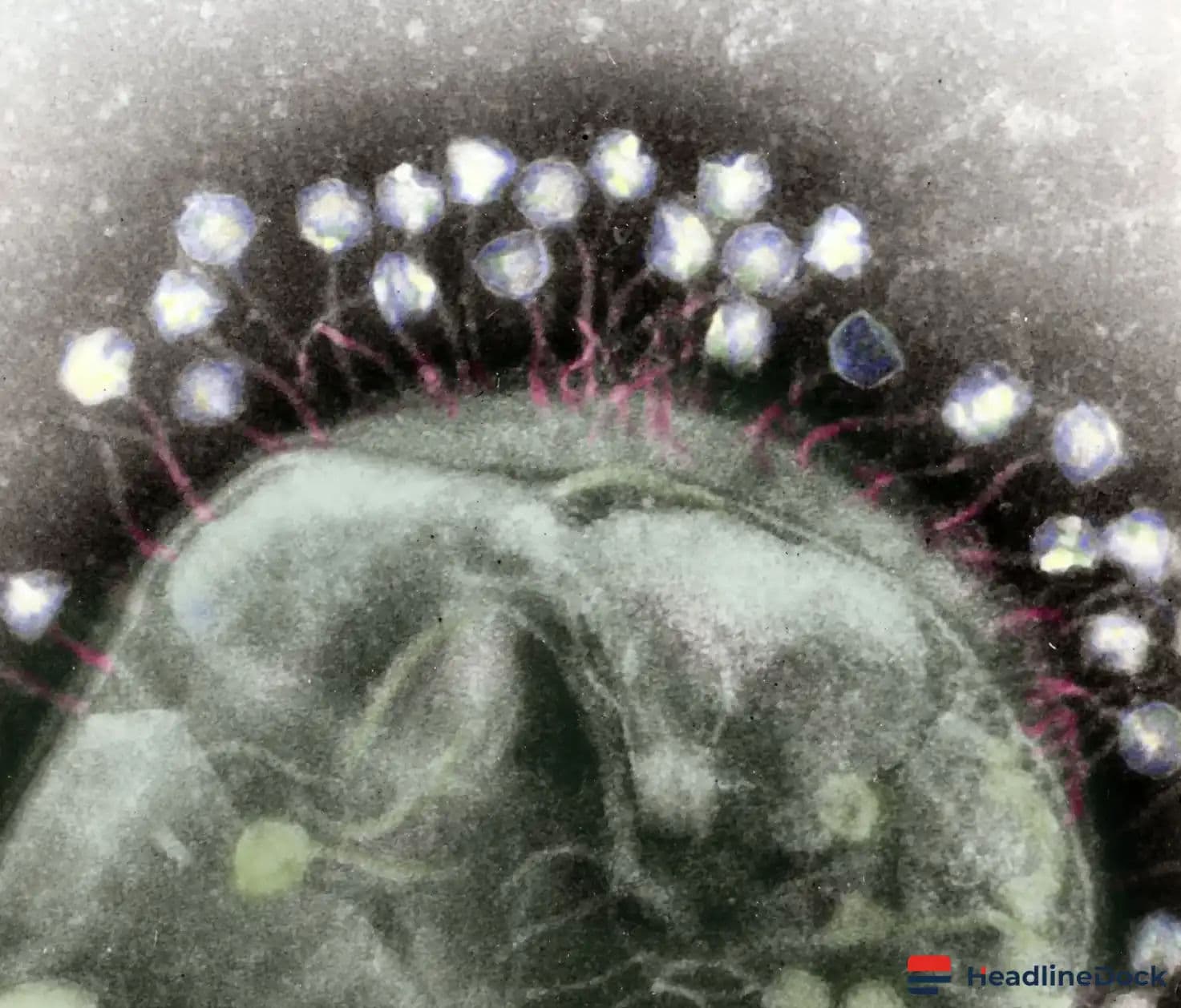 Beyond the Simple Virus: How Phages Communicate and Make Collective Decisions