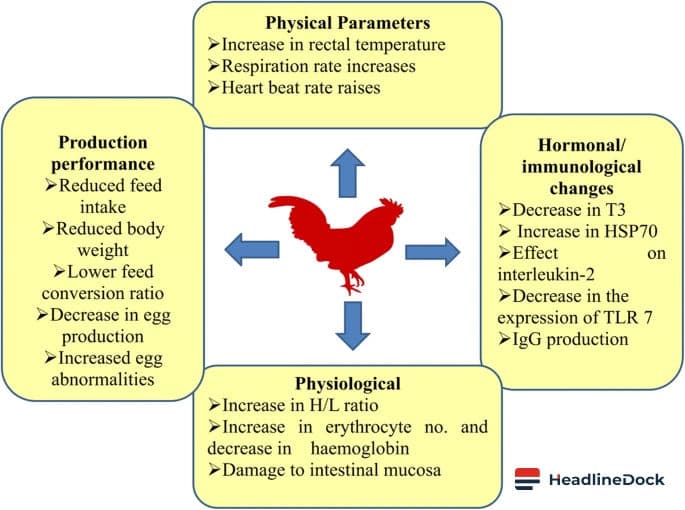 How Rising Heatwaves Are Affecting Poultry Production and Egg Quality