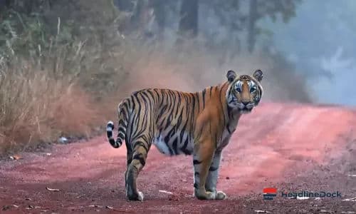 Male Tiger Strays from Papikondalu Forest Reserve, Moves Towards Buttayagudem