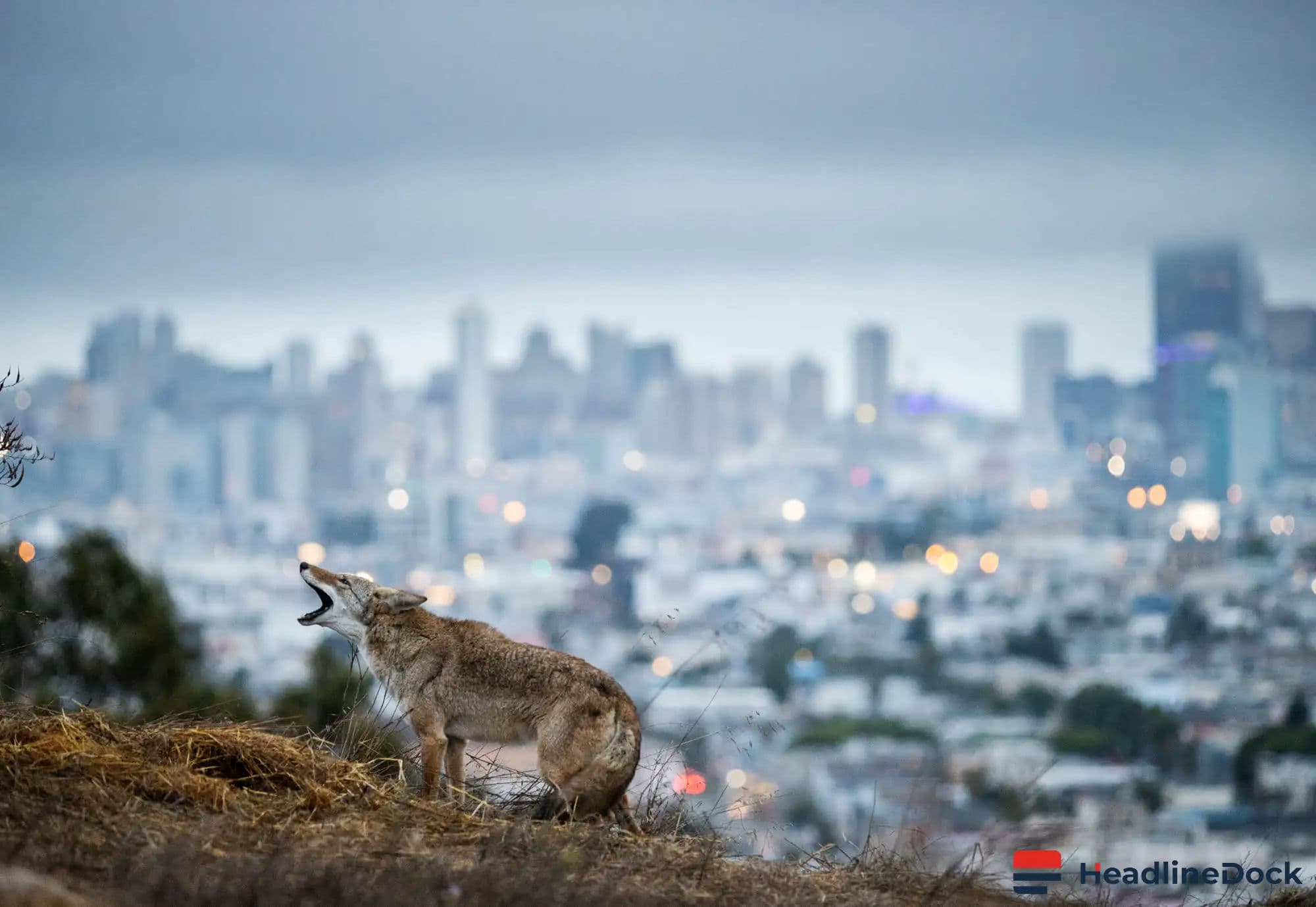 Are Wildlife Relocation Practices for Infrastructure Projects Actually Protecting Animals?