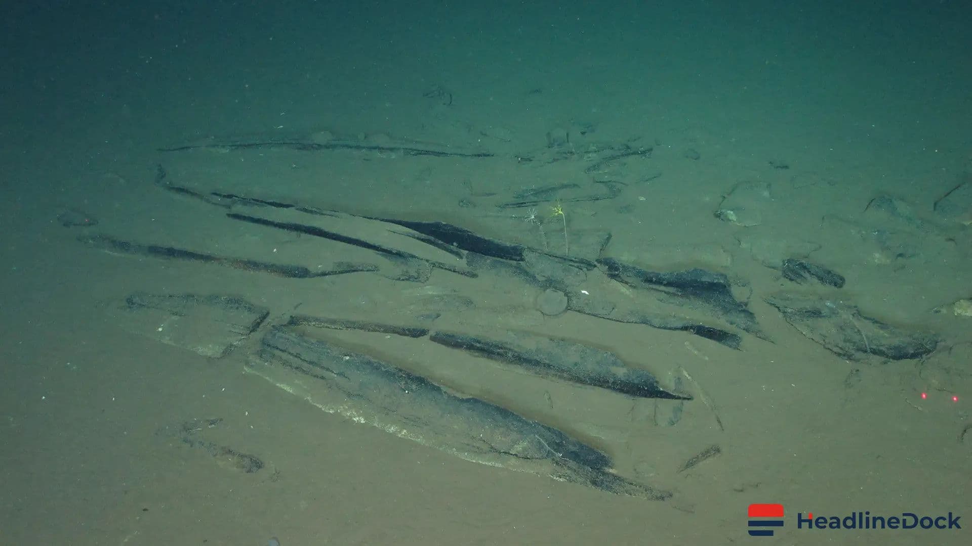 Massive 5.3-Million-Year-Old Whale Graveyard Discovered in the Indian Ocean