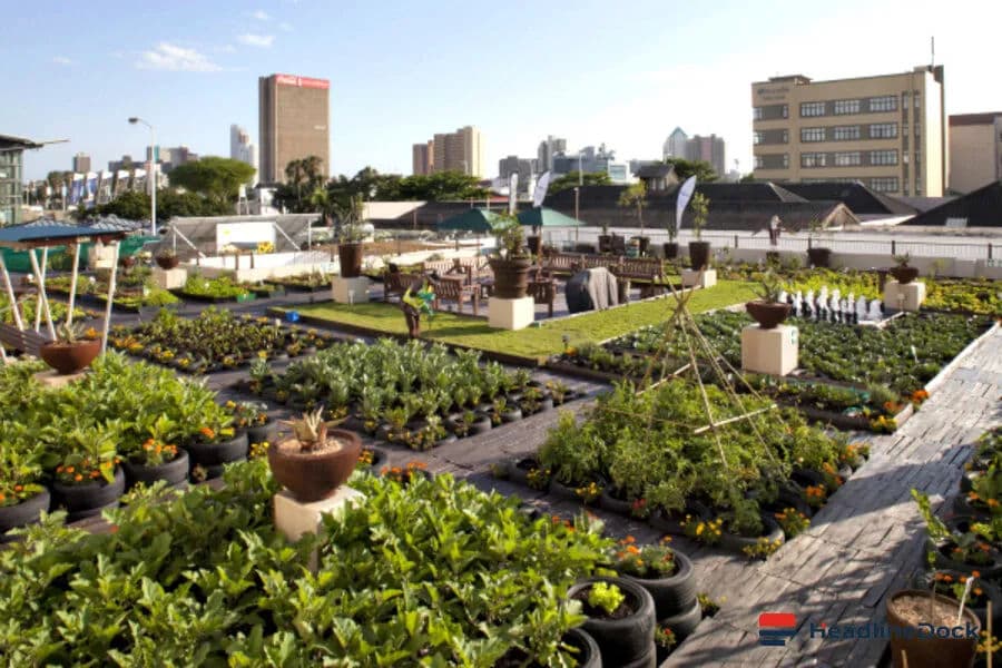Could Rooftops Be South Africa's Secret Weapon Against Chronic Hunger?