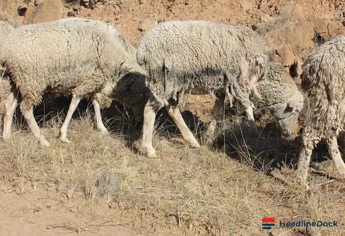 How Drakensberg Sheep Farmers Are Adapting to Escalating Climate Change Threats