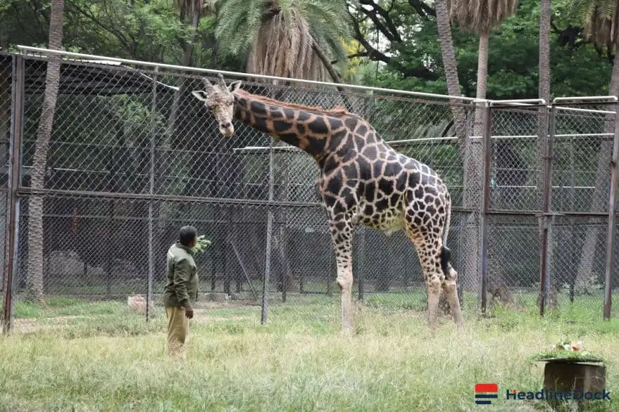Hyderabad Zoo Celebrates World Giraffe Day with Special Festivities for Resident Giraffe