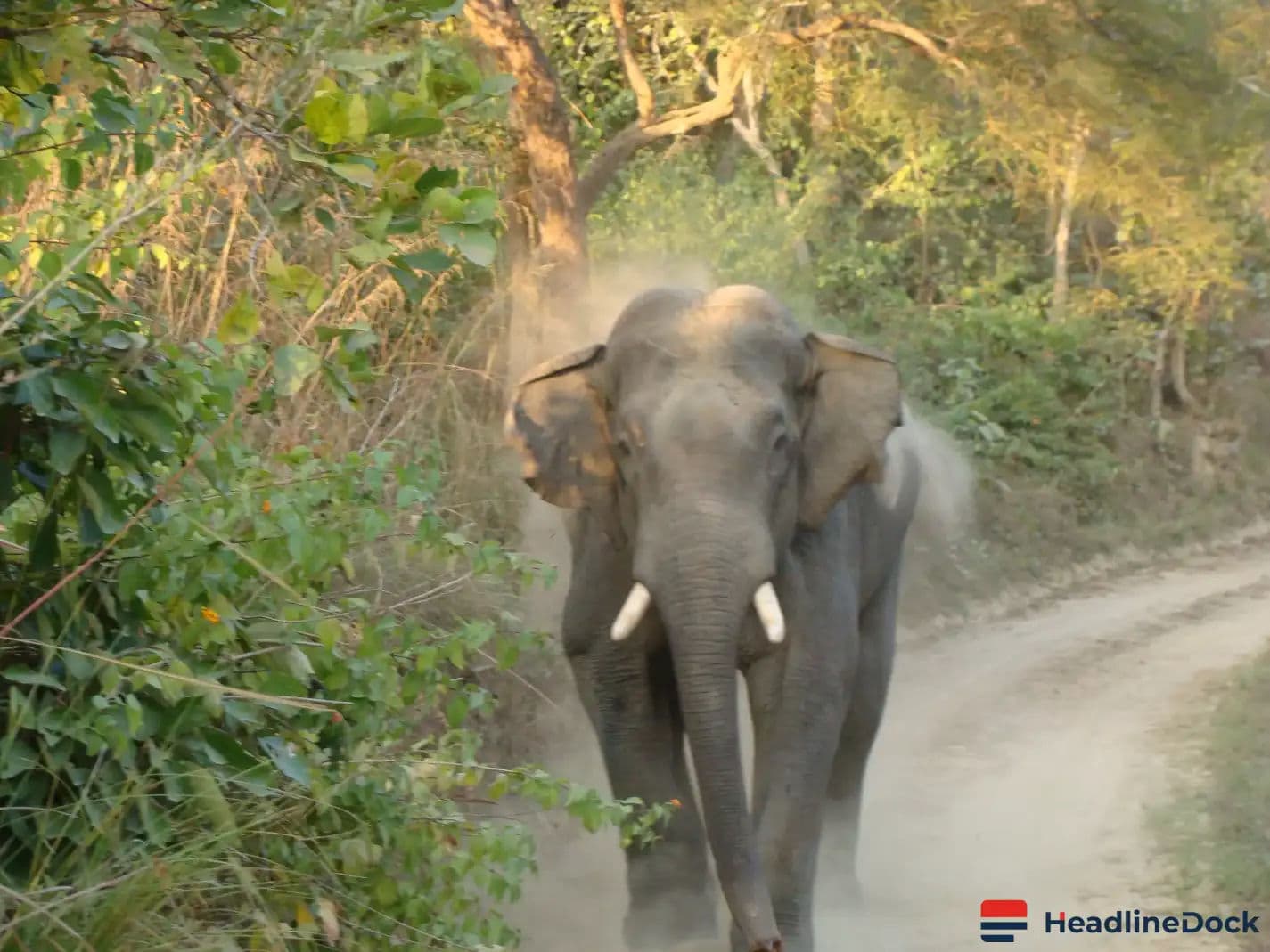 Wild Elephant Tranquilized After Straying Into Human Habitation In Kerala