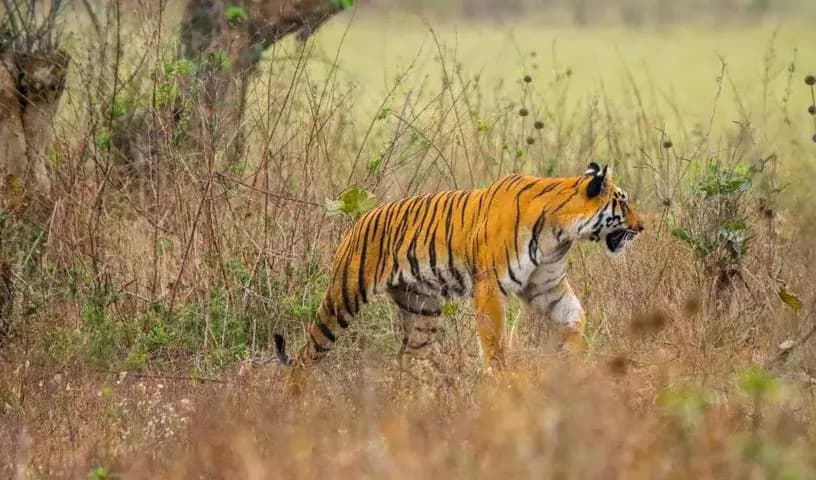 Tiger Slays 14 Cattle: Expert Team to Capture Predator in Vijayawada