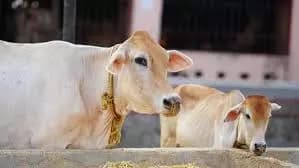 End Cow Slaughter Ban Hypocrisy: Aakar Patel