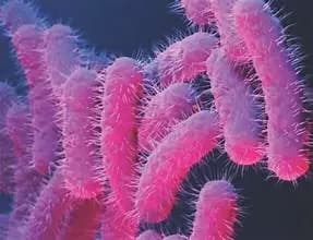 Seven-Year-Old Child Tragically Dies Following Shigella Infection in Kerala