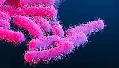 Kerala Reports 146 Shigella Cases With 70 Infections Recorded in June
