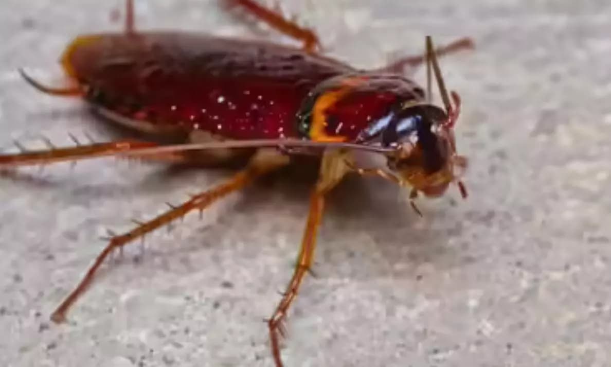 Escalating Cockroach Menace in Trains Leaves Long-Distance Passengers Sleepless