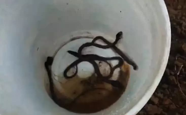Over 30 Cobra Hatchlings Safely Rescued From Burrow in Odisha Village