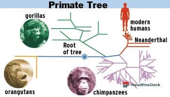 Why Modern Genetics Disproves the Biological Concept of Human Race