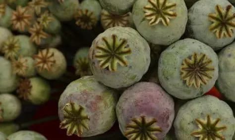 Rajasthan Man Arrested With Rs 5 Lakh Opium in Belagavi Operation