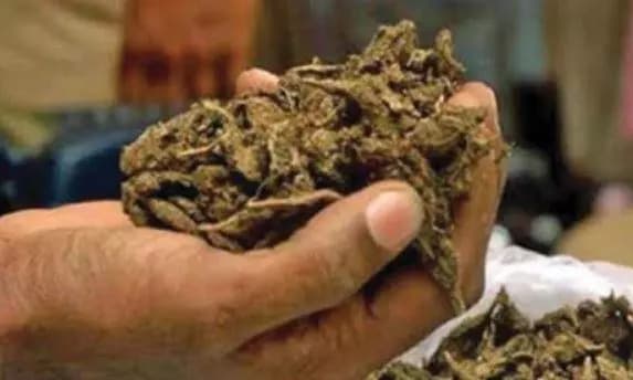 Kamareddy Police Seize 387 Kg of Dry Ganja Worth Rs 1.93 Crore