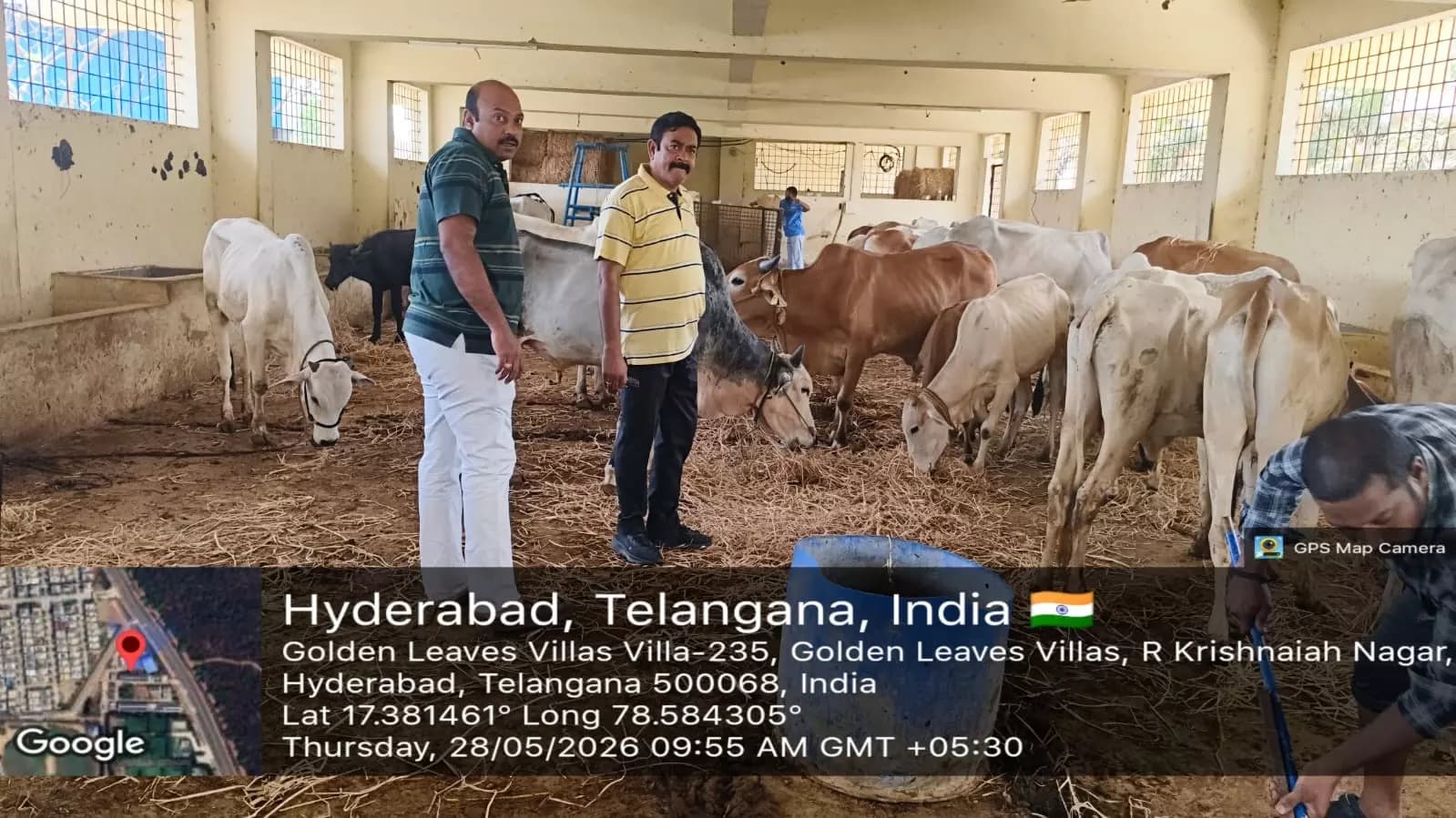 Hyderabad Seizes Over 170 Cattle in Illegal Transport Crackdown