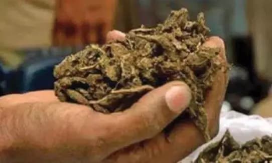 Excise STF Seizes Drugs, Detains Suspect in Nizampet