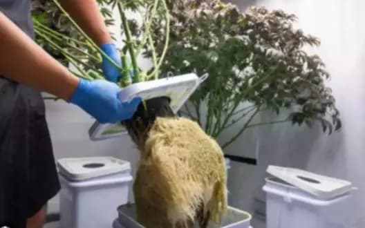 EAGLE Force Cracks Thailand-India Cannabis Smuggling Ring
