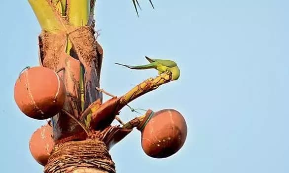 Excise Team Seizes Drugs Used in Adulterated Toddy Making