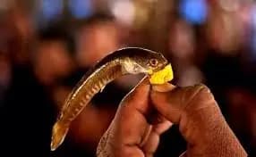 Mrigashira Karthi Brings Fish Market Rush to Hyderabad