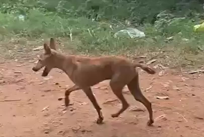 Tragic Update: Pet Dog of Missing Toddler Found Dead in Kakinada