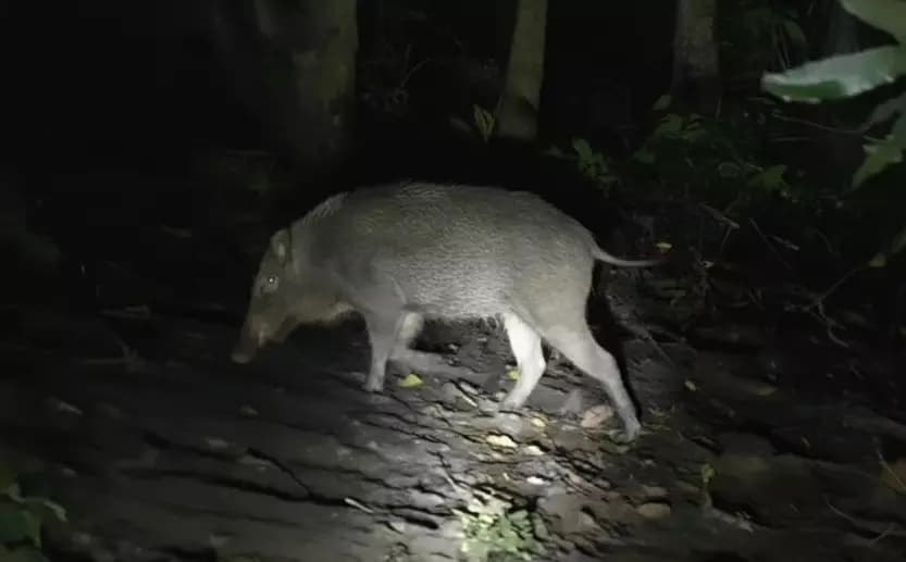 Six Injured in Aggressive Wild Boar Attacks Across Odisha's Ganjam District